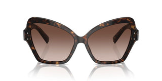 Dolce & Gabbana Dg 4463 Women Havana Butterfly Sunglasses